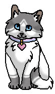 Зак (?) (котёнок)