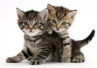 Котёнок | Коты-воители вики | Fandom