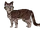 Скопа