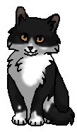 Шустрик (?) (котёнок)
