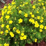 Корень калгана (лапчатки)