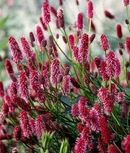 Кровохлёбка