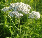 Тысячелистник