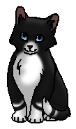 Чулок (котёнок)