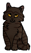 Зубатка (котёнок)