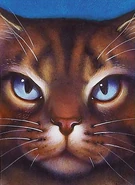 На обложке англоязычного издания «Заката»