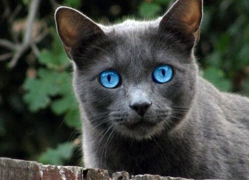 Jayfeather, Warrior Cats Wiki