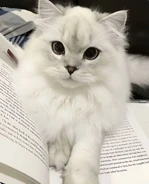 Sharkbreeze real life.jpg (80 KB) Real Life Sharkpaw