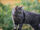 Ashclaw (RC)