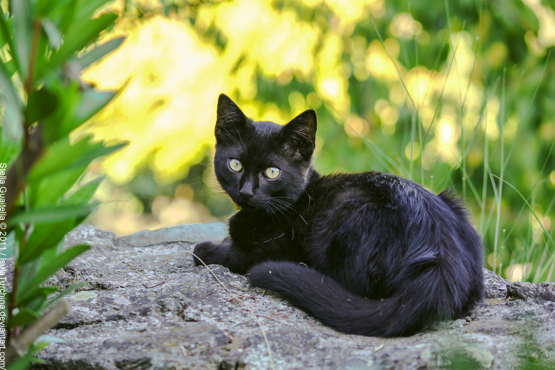 Чёрная кошка красивая девочка