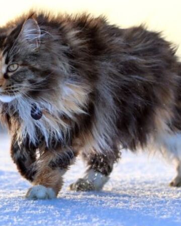 Aloepaw Warriors Oc S Wiki Fandom Hashtag mynewoc 14k posts instagram photos videos. aloepaw warriors oc s wiki fandom