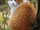 Finchsong (Catlover.103)