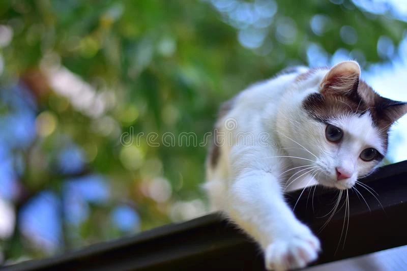 Smallpaw (RiT) | Warriors OC's Wiki | Fandom