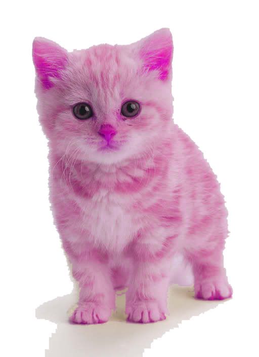 Покажи мне кошку