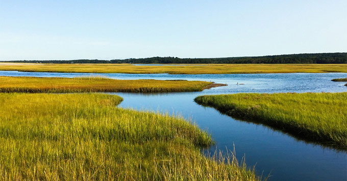 salt_marsh