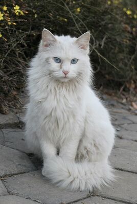 Icefur (real life)