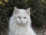 Icefur (TWWF)