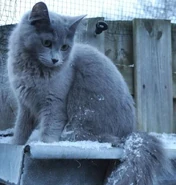 An approximate image of what Bluestar would look like in real life, image of a Nebelung from VetRxDirect.