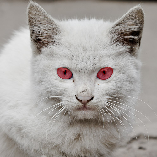 "Albino cat" - image created in Shedevrum
