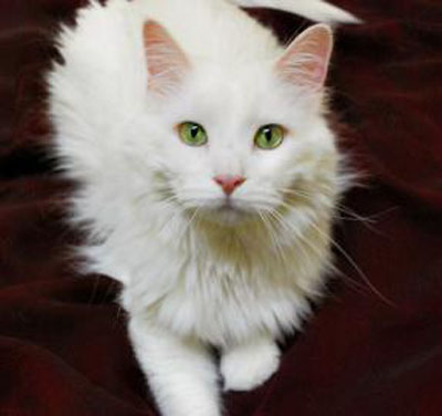 White fluffy cat with green eyes 2025