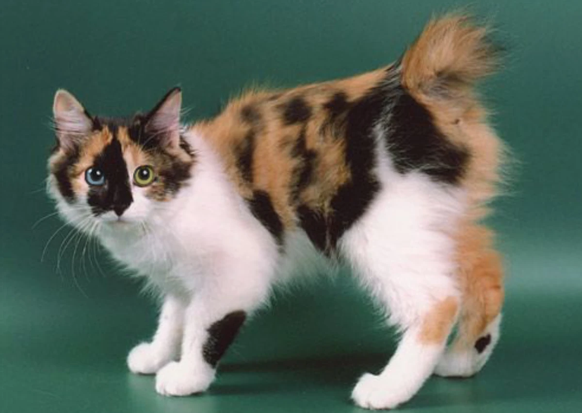 Как называется спорт кошки. Курильский бобтейл трехцветный. Японский бобтейл трехцветный. Бобтейл кошка. Японский бобтейл кошка.