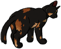 Stray image