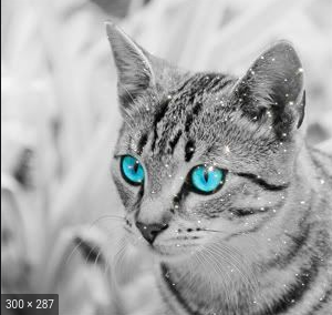 silver tabby she cat with blue eyes