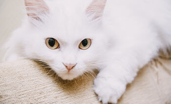 Turkish-van