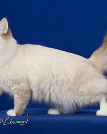Owlpaw Hbtp Warriors Oc S Wiki Fandom