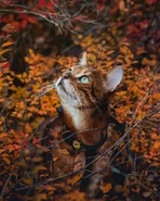 Chopped Jackalsight.png (539 KB) Real Life Jackalsight