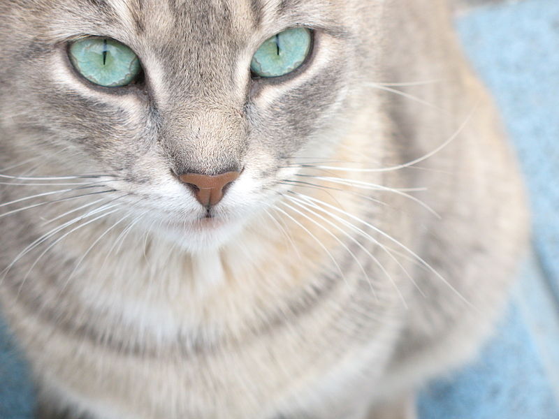 silver tabby she cat with blue eyes