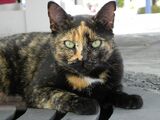 Maplestar (FoF)