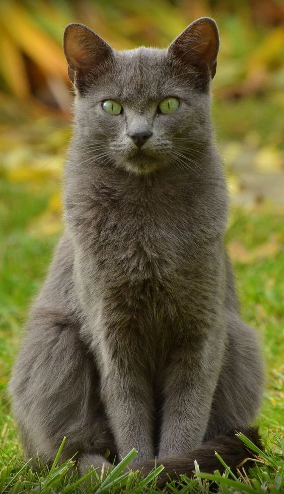 أغلى 10 قطط في العالم American shorthair cat, British shorthair cats, Cat specie
