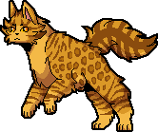 Leopardstjärna.klan.K.png (10 kbyte)