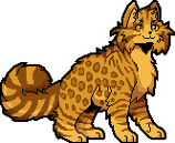 Leopardstjärna.klan.F.png (9 kbyte)