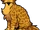 Leopardstjärna
