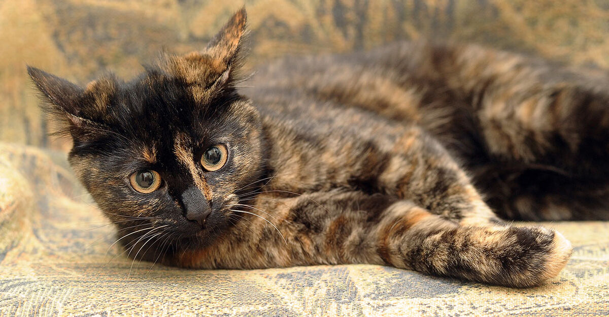 dark blonde tortoiseshell hair