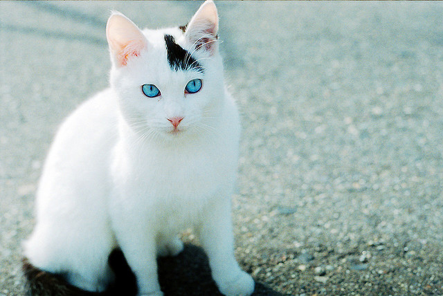 white cat with black spots