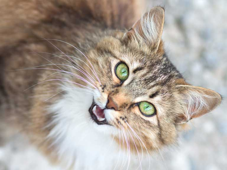 Слушать мяуканье кота