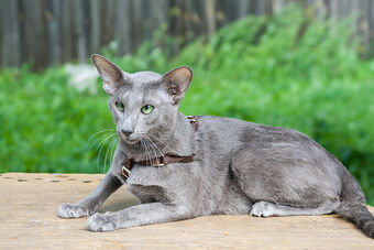 ウノアレオタード　Victorian cats Blue green Unoa ウノアレオタード Victorian cats Blue green バレエ