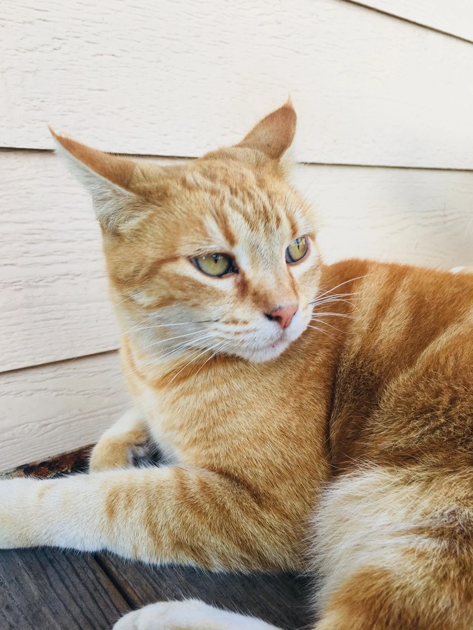 Jayflight | Warriors world Wiki | Fandom, image size:960x1280