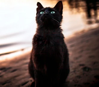 Crowsong Warriors World Wiki Fandom