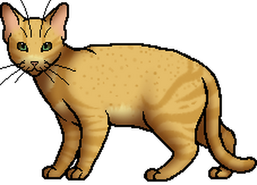 Warrior Cat Terms, Wiki