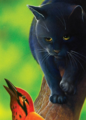 Crowfeather.FG-6.png