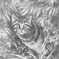 Tigerstar in the chapter headers for The Prophecies Begin