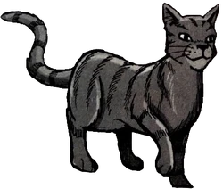 Frankie joined ThunderClan when the flood receded and he eventually became a warrior named Stormcloud