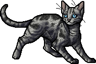 Jayfeather  Warrior Cats