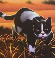 Talltail was a WindClan warrior who left his Clan to seek revenge for his father's death