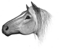 Horse in Secrets of the Clans