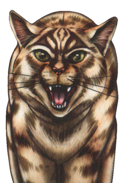 Tigerstar 2, and Why He Is One of the Worst Leaders by Meadowpoppy –  BlogClan